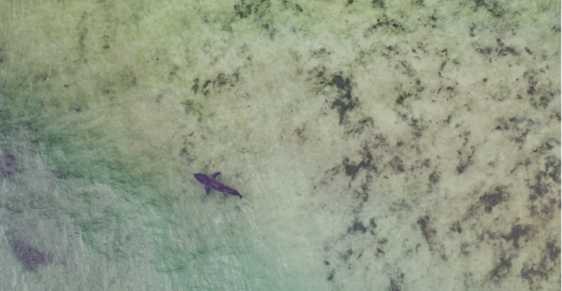 Great white sharks are responsible for most of Australia's fatal attacks Getty Images