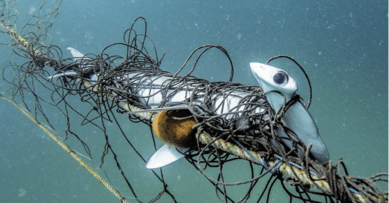 An endangered scalloped hammerhead shark killed by the nets